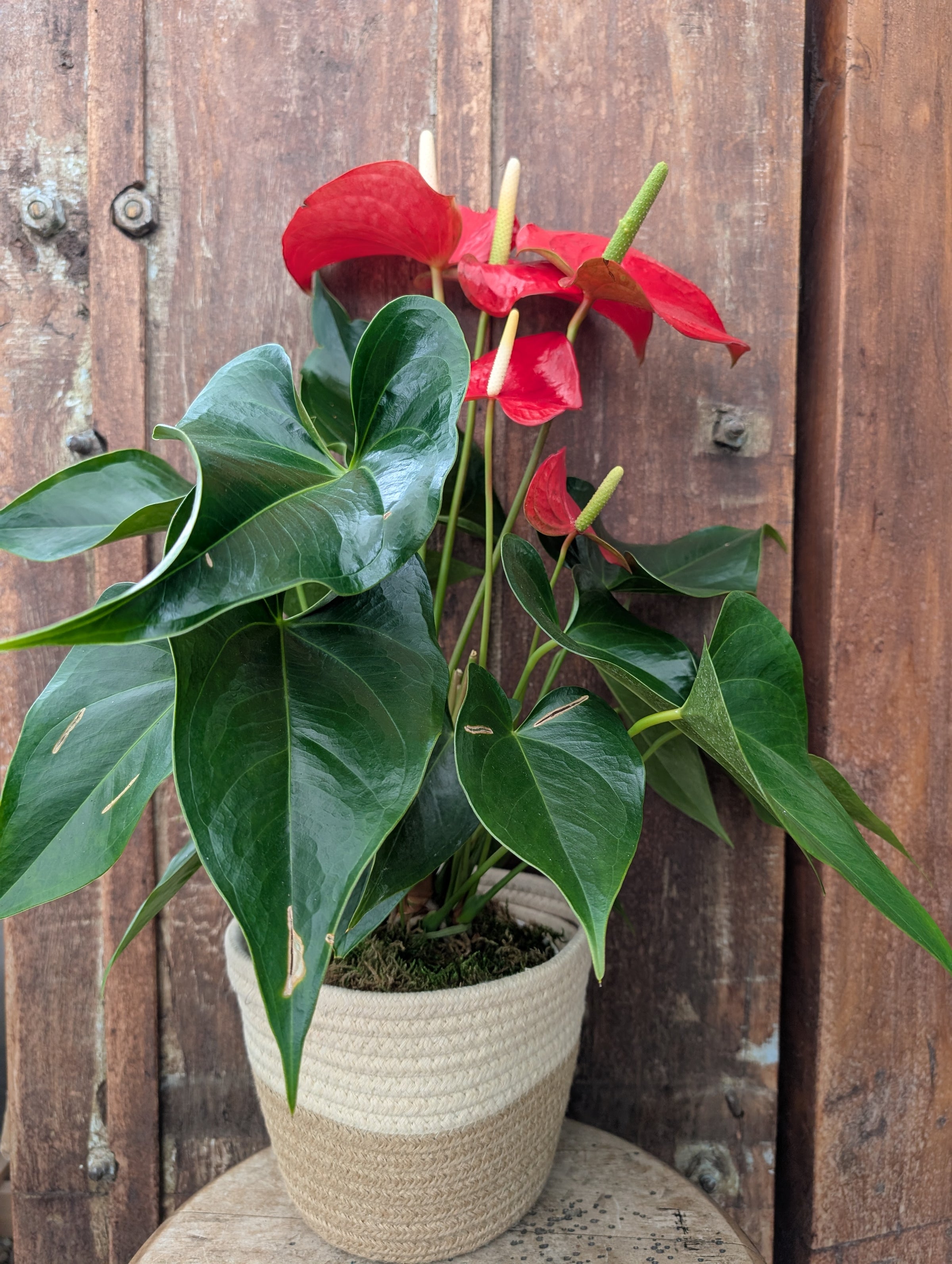 Potted Plants - Park City Local Delivery | Park City Gardens