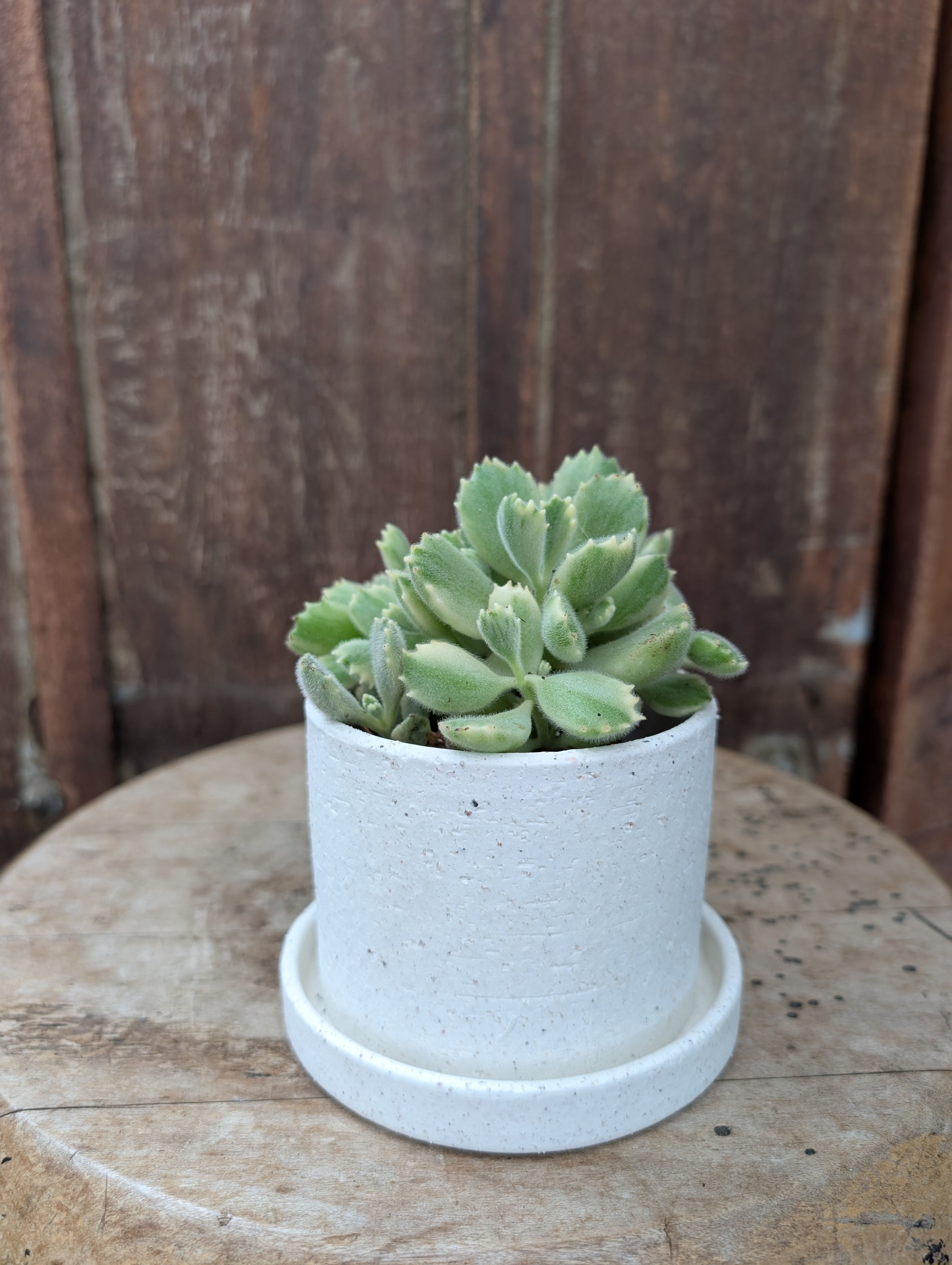Potted Plants - Park City Local Delivery | Park City Gardens