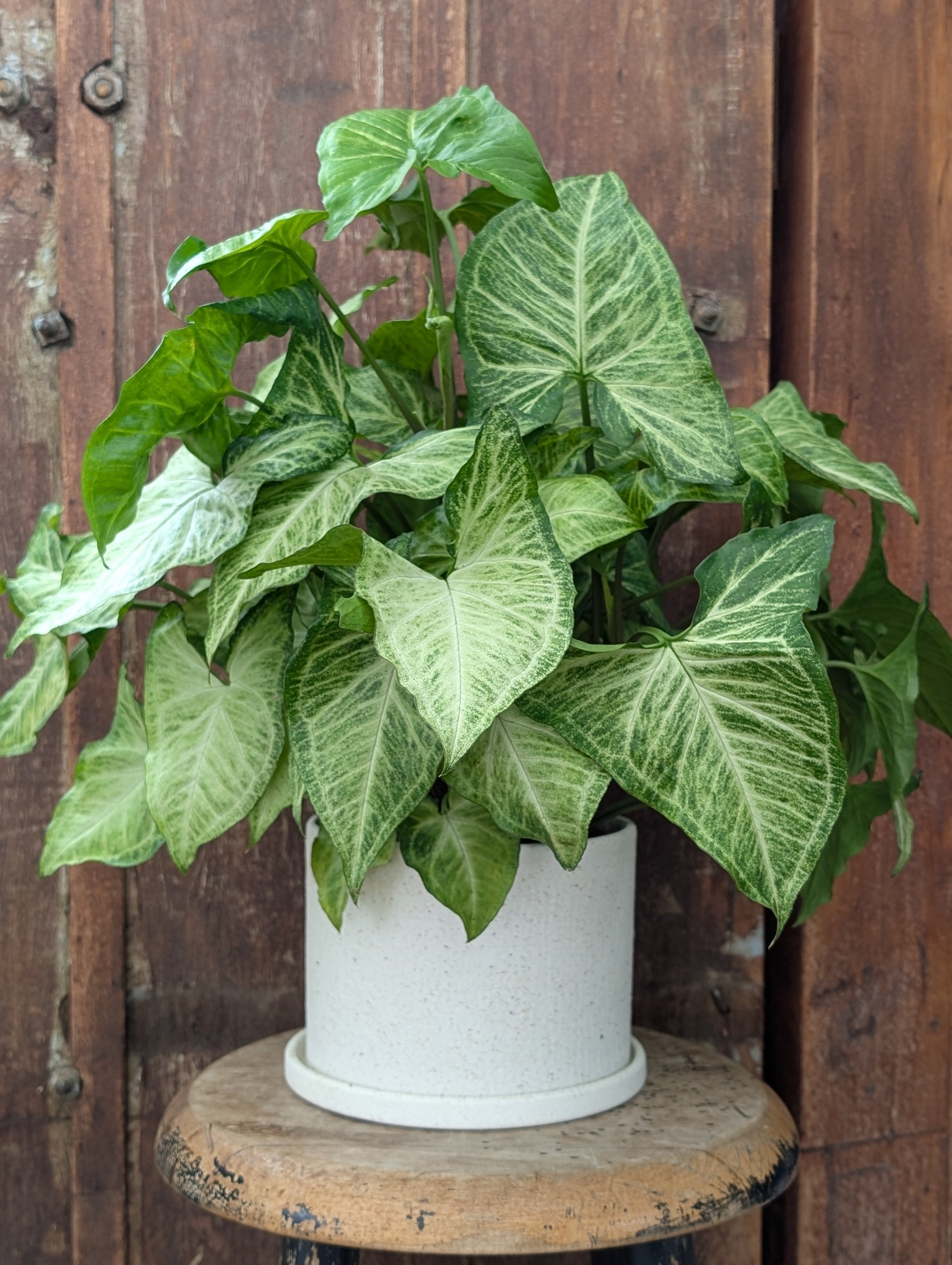 Potted Plants - Park City Local Delivery | Park City Gardens